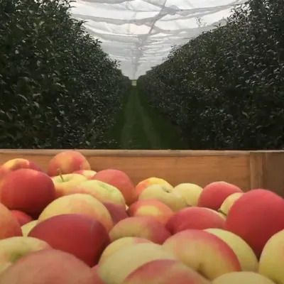 pommes verger Kriegsheim Alsace